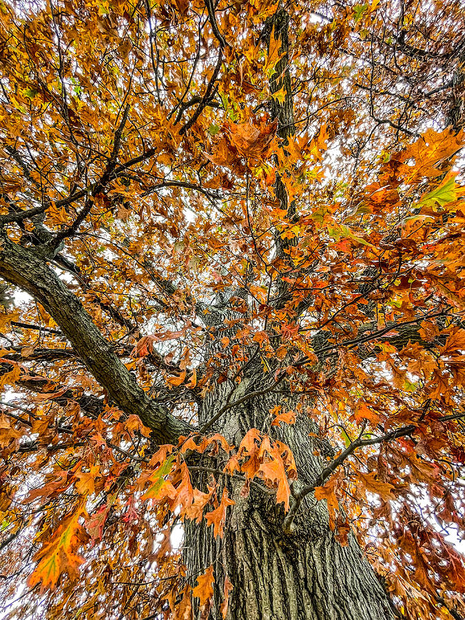 Ohio Oak Tree 11222 Photograph by Curtis Boggs - Pixels