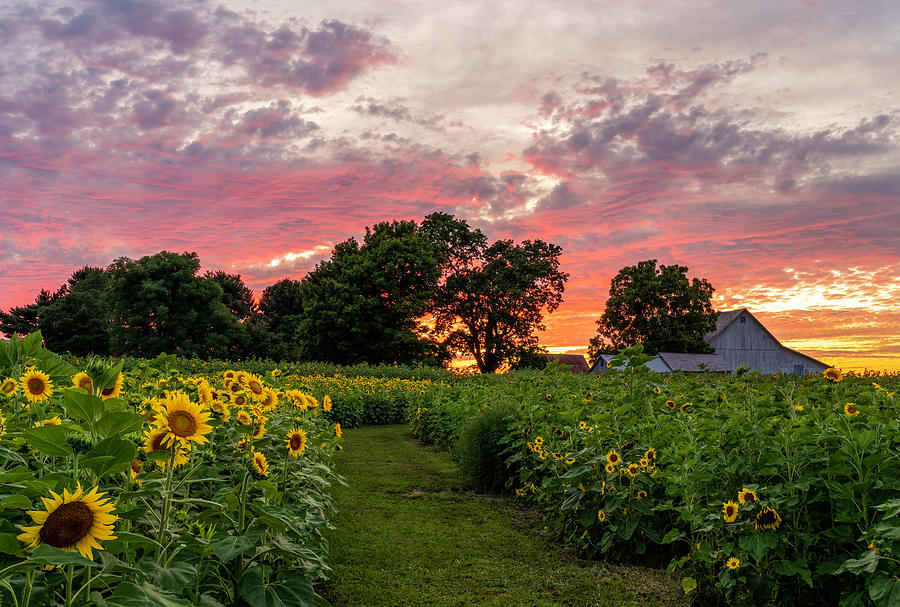 Ohio Sunflower Farm Photograph by Arthur Oleary