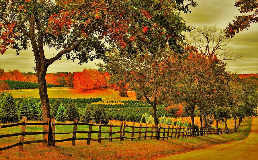 - Ohio Tree Farm Photograph by THERESA Nye