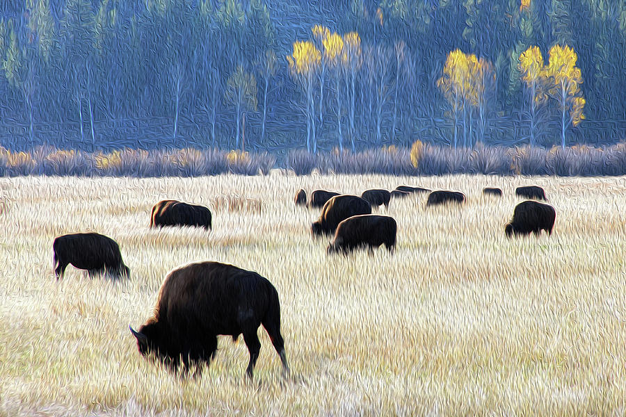 Painting of Grazing Bison Photograph by Robert Carter