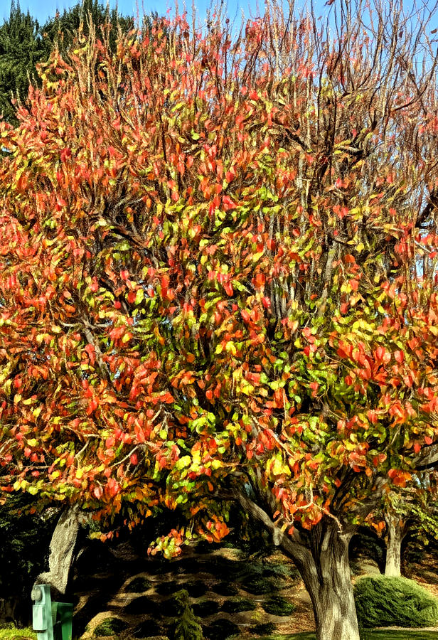 Oil Painted Tree Photograph by David Zumsteg Oil Painted Tree Photograph by David Zumsteg