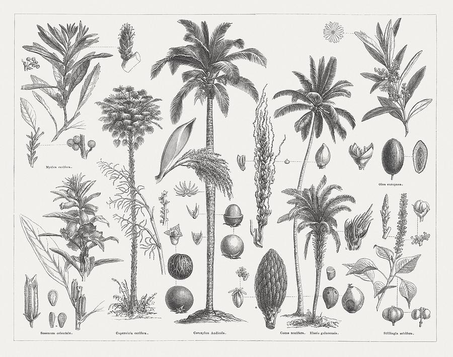 Oil plants, wood engravings, published in 1877 Drawing by Zu_09