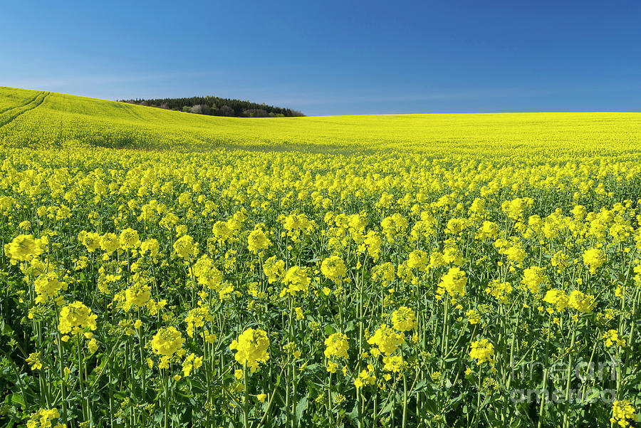 Oil Seed Rape Field Photograph by Willi Rolfes