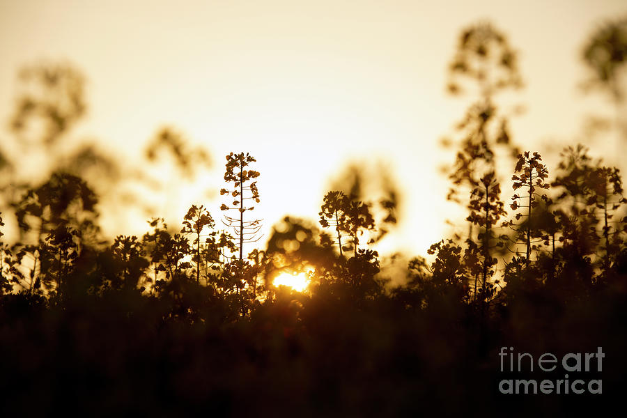 Sunset Photograph - Oilseed Rape at Sunset Silhouette by Tim Gainey