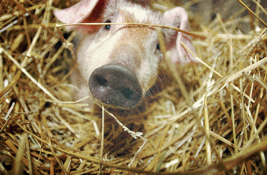 Oink Photograph by Carrie Ann Grippo-Pike