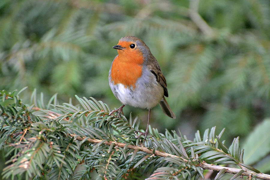 Oiseaux Photograph By Laetitia Bergey - Fine Art America