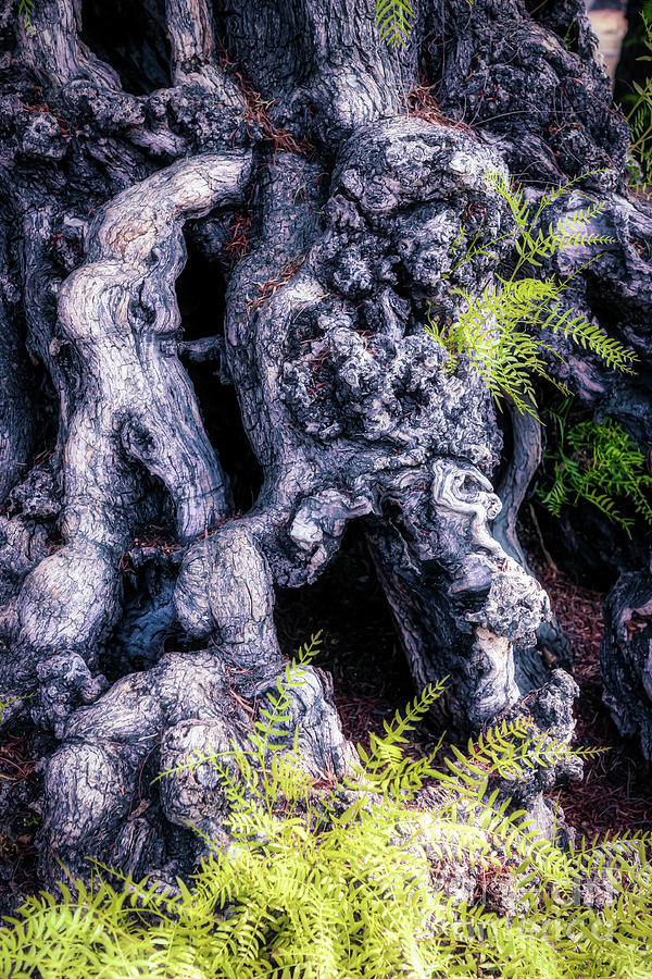 Ojai Tree Photograph by Stefan H Unger