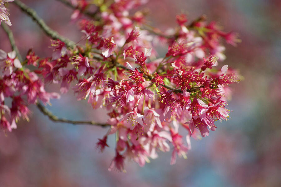 Spring Photograph - Okame cherry trees in bloom by Startasha Lopez