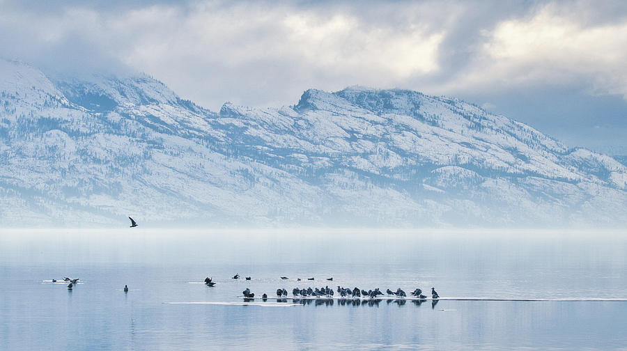 Okanagan Lake Gulls Photograph by Allan Van Gasbeck