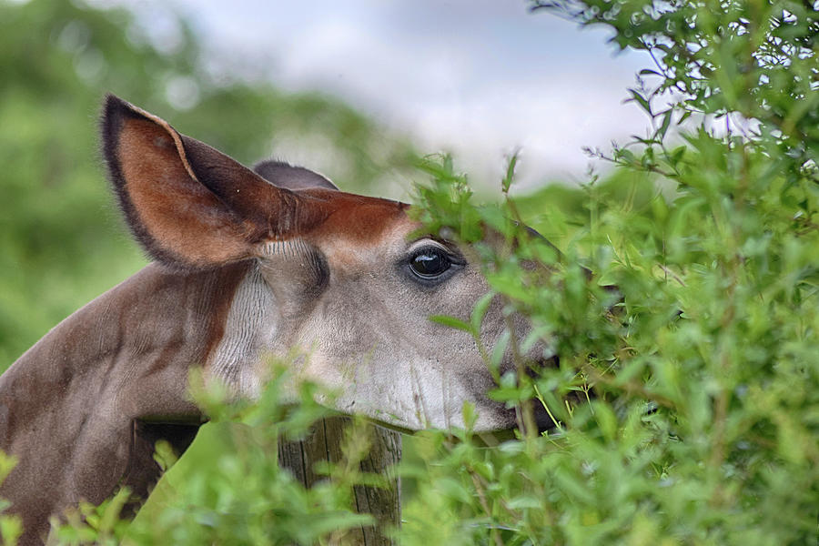 Okapi browsing on leaves Photograph by Gareth Parkes