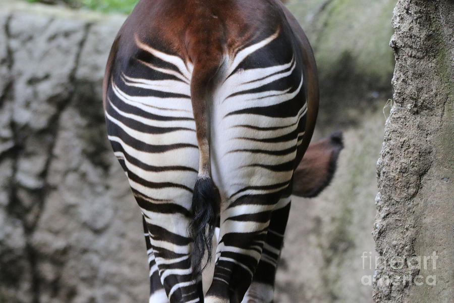 Okapi Photograph by Edward R Wisell