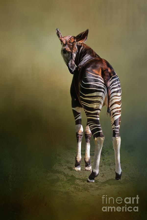 Okapi Photograph by Eva Lechner