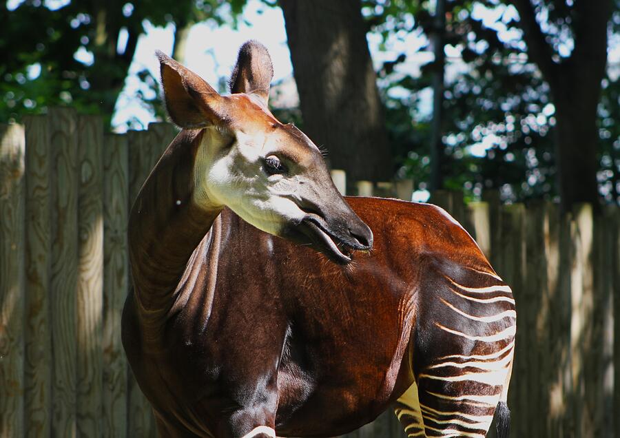Wildlife Photograph - Okapi in the Sun by Brittney Powers