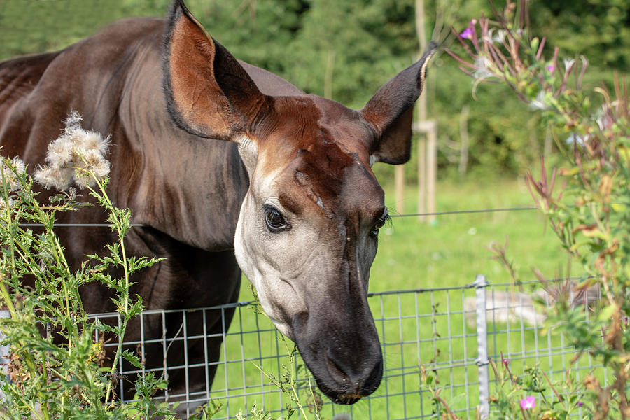 Okapi leaning over a fence  Photograph by Gareth Parkes