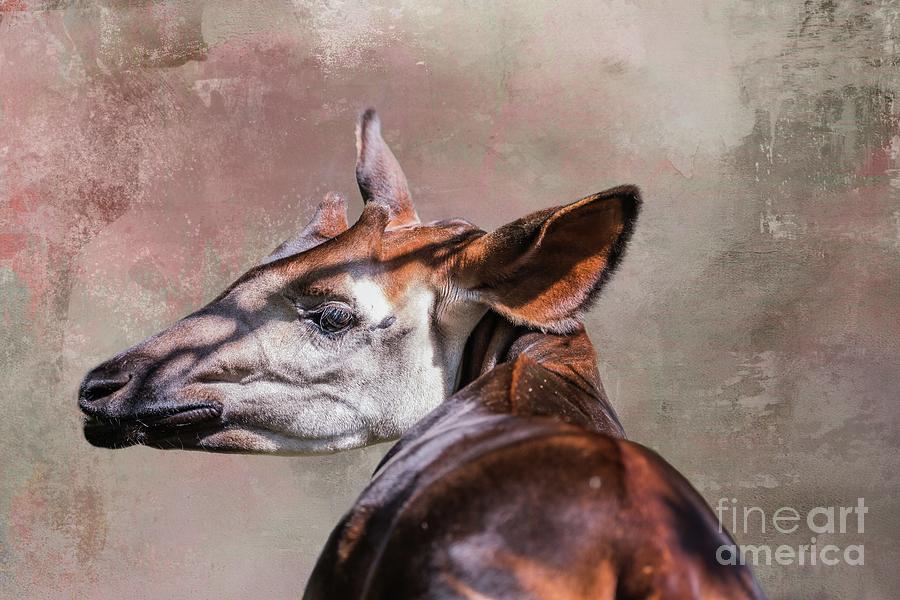 Okapi Portrait Photograph by Eva Lechner