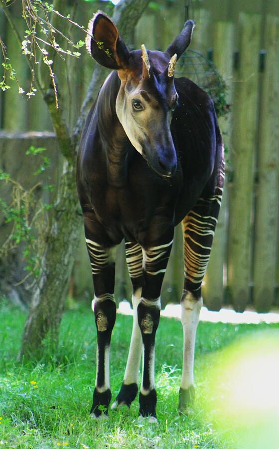 Wildlife Photograph - Okapi Stance by Brittney Powers