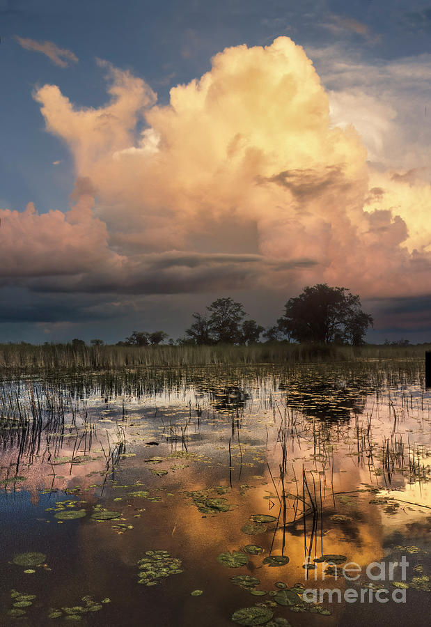 Okavango Delta Evening Photograph by Sandra Bronstein