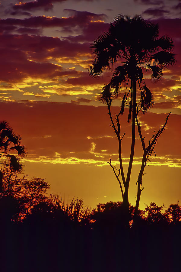 Okavango Sunset 2 Photograph by MaryJane Sesto