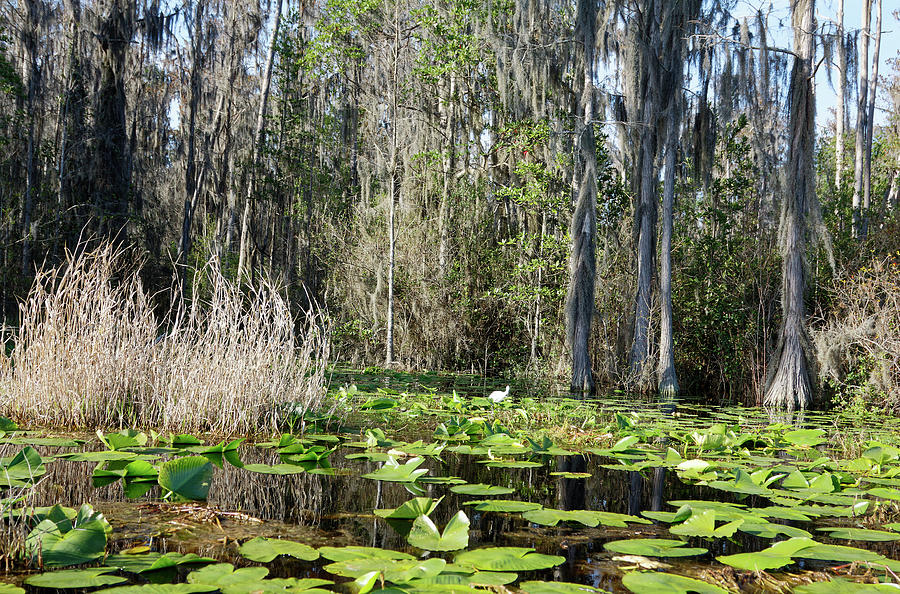 Okefenokee Swamp Scene Photograph by Sally Weigand