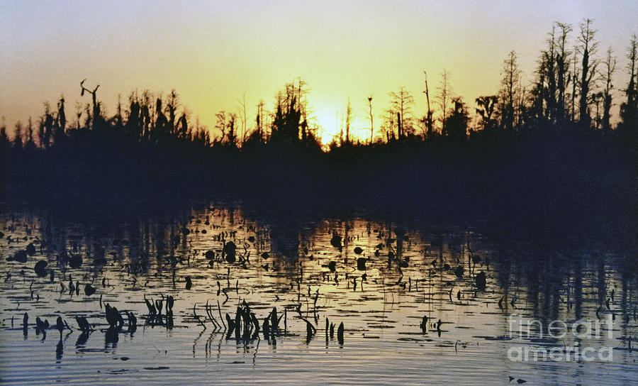Okefenokee Swamp Sunset 3 Photograph by Lydia Holly
