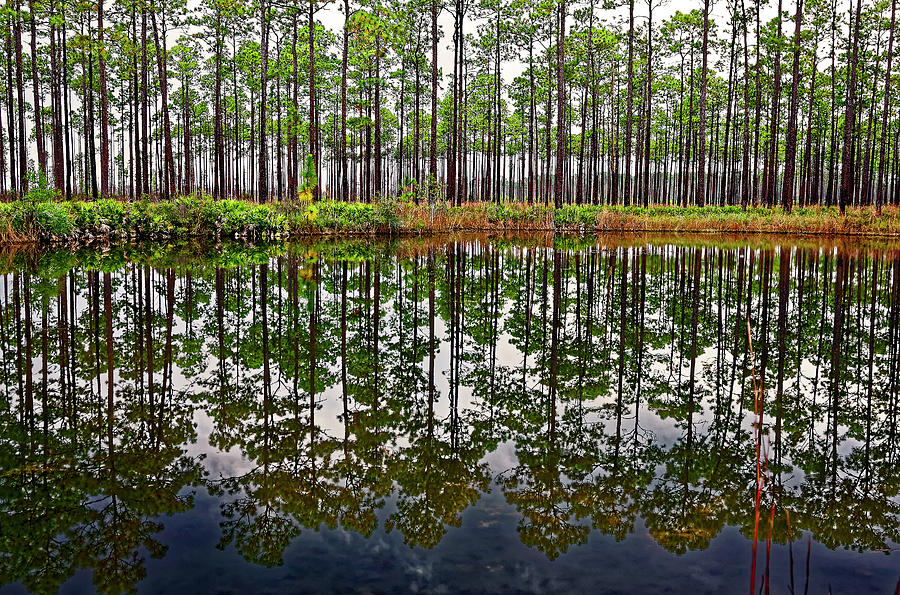 Okefenokee Tree Reflections Photograph by Sally Weigand