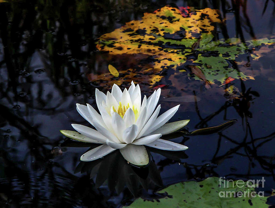 Okefenokee Water Lily  Photograph by Scott Moore
