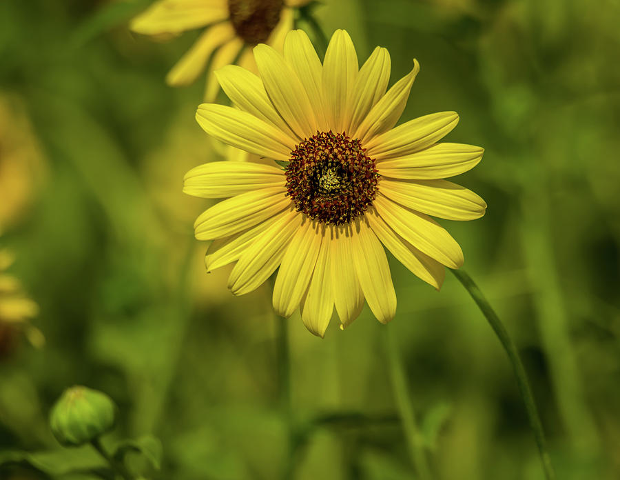 Oklahoma Plains Sunflower Photograph by Debra Martz