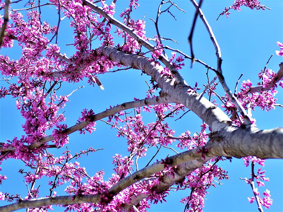 Oklahoma Red Bud Tree Photograph by Cody Messick - Fine Art America