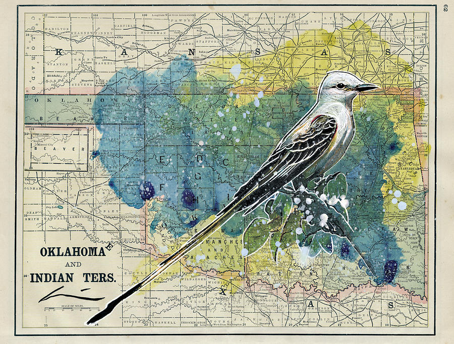 Oklahoma Scissortail Drawing by Dylan Cavin