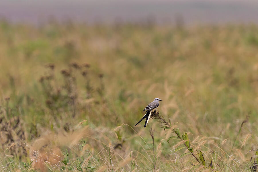 Oklahoma Sissortail Flycatcher Photograph by Lee and Renee Walsh Oklahoma Sissortail Flycatcher Photograph by Lee and Renee Walsh