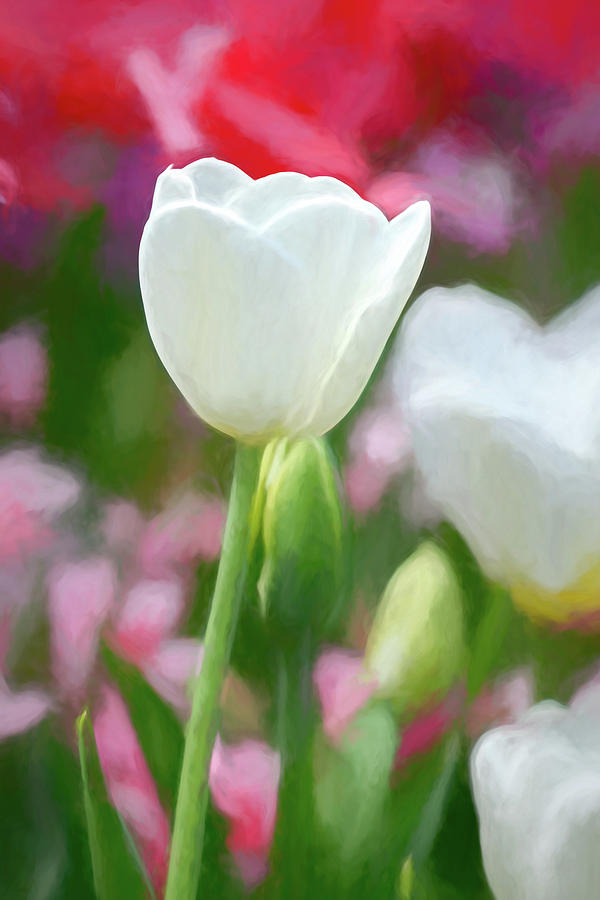 Oklahoma White Tulip Watercolor Photograph by Bert Peake