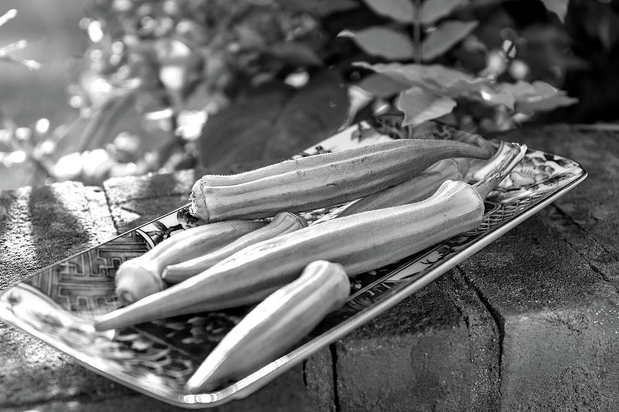 Okra Black And White Photograph by Sharon Popek