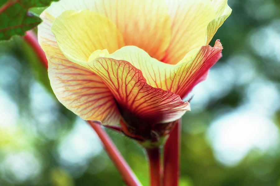 Okra Flower I Photograph by Marianne Campolongo