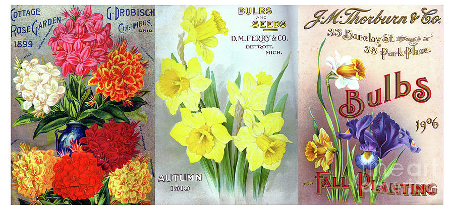 Flower Mixed Media - Old 1900s plant, bulbs and seeds posters  by Luminosity
