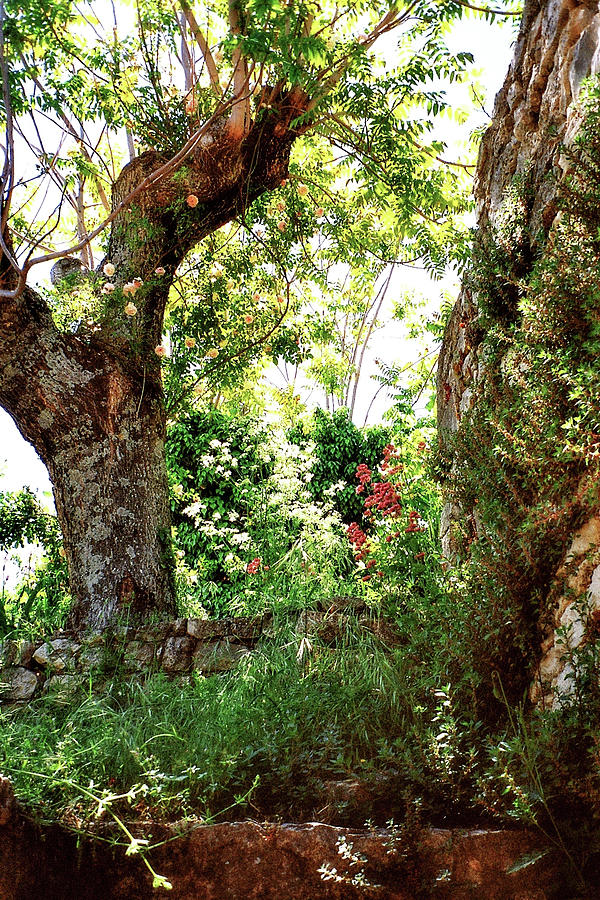 Old Acacia With Roses Photograph