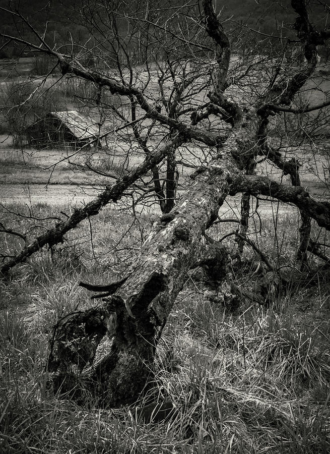 Old Apple Orchard Tree Photograph by Norma Brandsberg