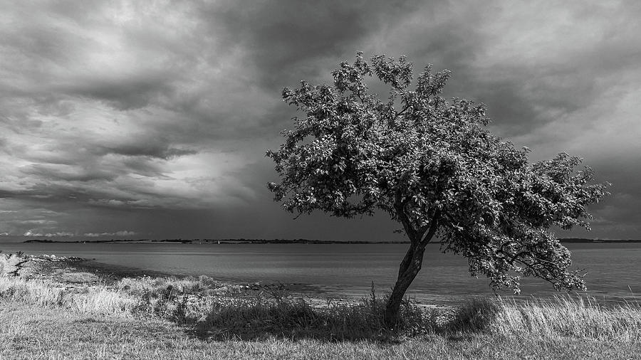 Old Apple Tree on the Beach Photograph by RC Studio - Fine Art America