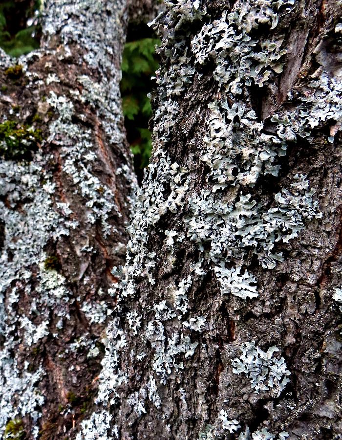 Old Apricot Tree Lichen Photograph by Will Borden