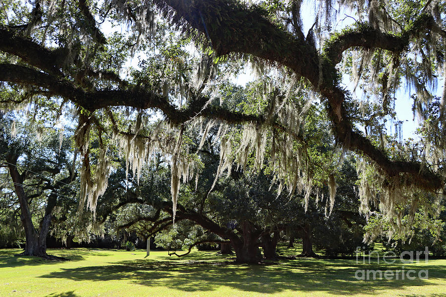 Old Avery Island Oaks Photograph by Christiane Schulze Art And ...