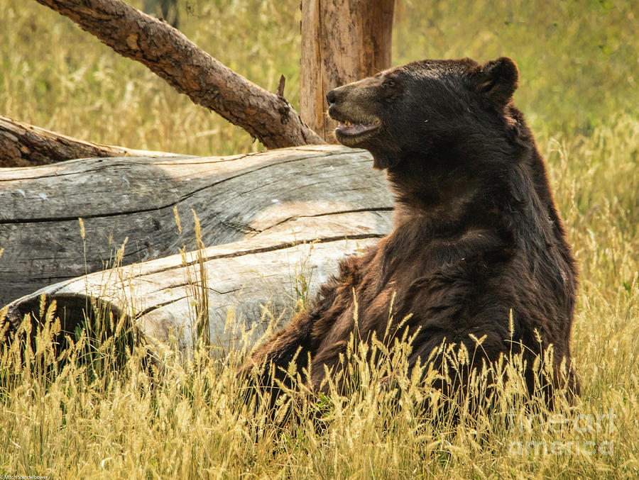 Old Baloo Photograph by Mitch Shindelbower