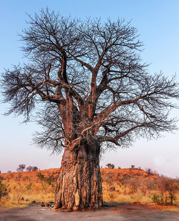 Old Baobab Tree, Botswana Photograph by Mark Coran - Fine Art America