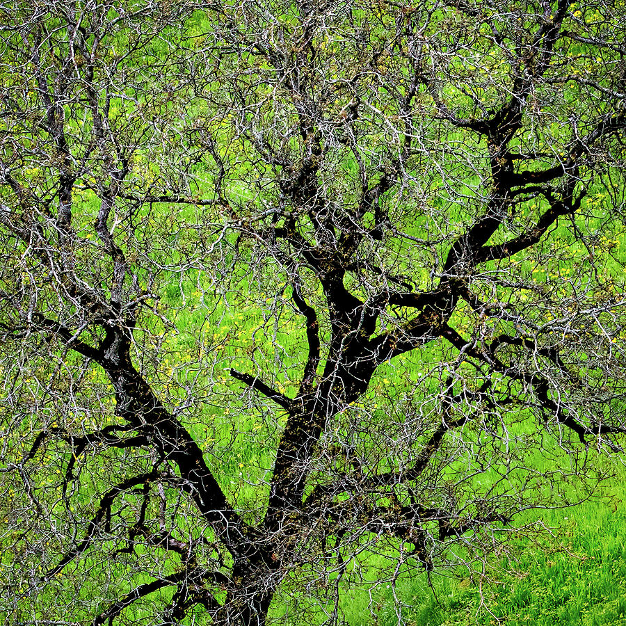 Old Bare Tree And Green Grass Photograph by Elvira Peretsman