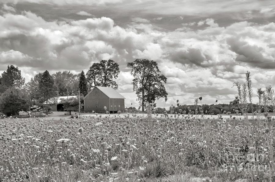 Tree Photograph - Old Barn And A Field Of Wild Flowers - Black And White by Jack Andreasen