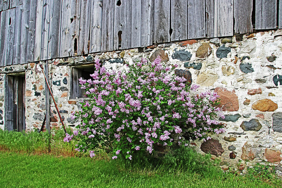 Old Barn And Lilacs Photograph by Debbie Oppermann
