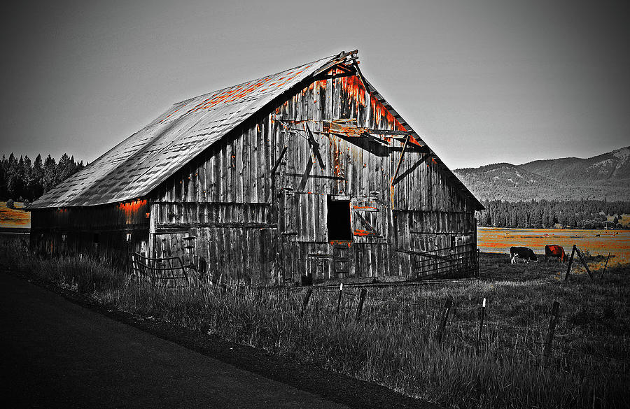 Old Barn And Some Cattle  Digital Art by Fred Loring