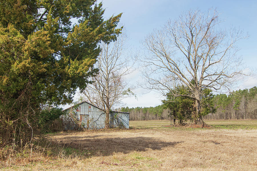 Old Barn and Trees  - Pamlico County North Carolina Photograph by Bob Decker