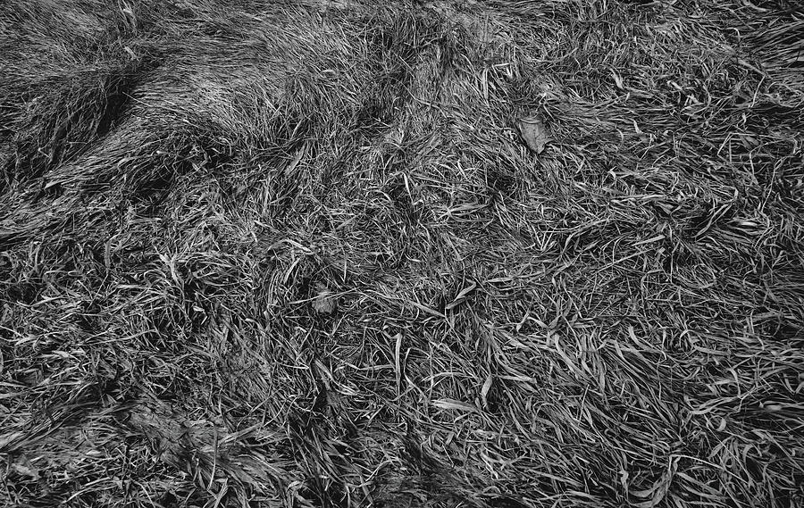 Old Barn Grass Photograph by Bob Orsillo