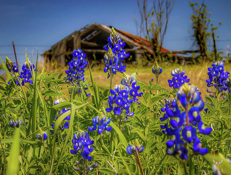 Old Barn in Bluebonnets Photograph by Pam Rendall