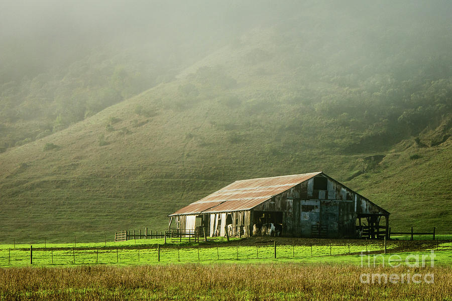 Old Barn in the Fog Photograph by Daniel Ryan