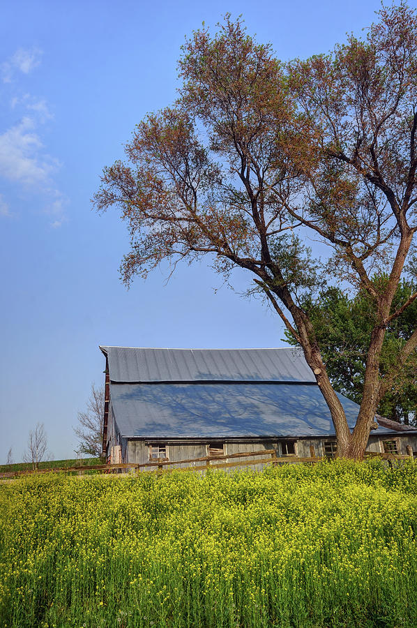 Old Barn with Wild Mustard - Vertical Photograph by Nikolyn McDonald